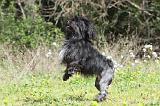 PETIT CHIEN LION 243